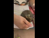 Small kitten laying on owners paper 