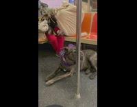 Dog on subway wears sunglasses and scarf