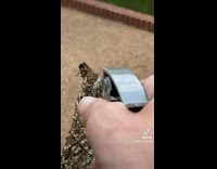 Collab BitchMP - Cicada bug fighting off spray water bottle