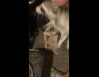 Guy captures raccoon with his bare hands and tells it to behave