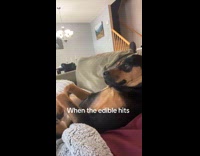 Dog frozen laying on couch