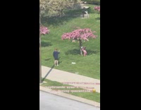 Woman upside down pose Sakura tree photo shoot