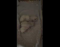 Four white newborn kitten cats sleep together 