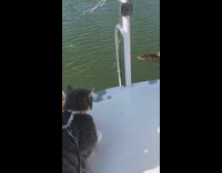 Cat on leash stares at two ducks