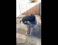 Dog dives in wagon filled with water