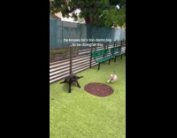 Black dog jumps into fence