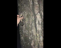 Girl grabs flying squirrel off tree at night 