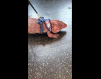 Red tegu on leash at train ride