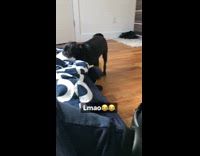 Black pug bite and take Mickey Mouse plushy