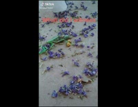Bugs carry dead green grasshopper jacaranda tree 