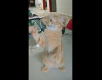 One eyed orange cat tries to grab toy 