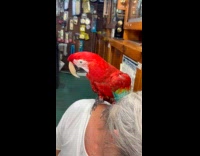 Bird and dog inside key copy store