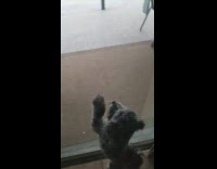 Dog stands at door chases butterfly outside