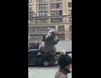 Inflatable rat balloon back of truck