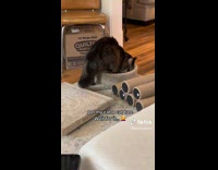 Cat Checks Tower Platform and Pees on it