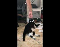 Cat licks guy working from home on hand 