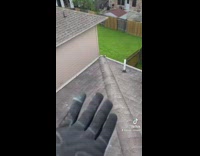 Collab BitchMP - Pigeon on roof rain gutters gives guy handshake 