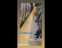 Person dances in brown monkey onesie costume 