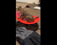 Cat enjoys playing on sensory spinning chair