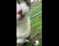 Pet cat with grass dirt on its nose