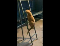 Cat follows kid climbs on loft bed