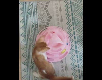 Orange kitten plays with pink toy with balls 