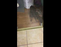 Guy pretends to open door dog fail 