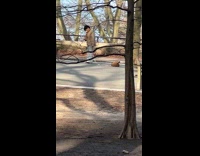 Owner on phone while dog roll on ground