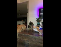 Cat takes pretzel out of bag dog 