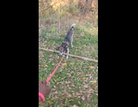 Black dog tries to pull tree branch
