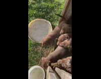 Guy knocks on pen dogs come out 