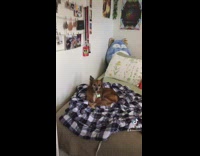 Brown dog laying in bed on plaid blanket 