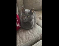 Grey cat lays with paws tucked in 