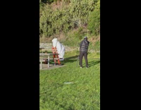 Polar bear costume twerk grass orange poles