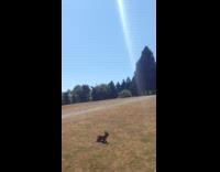Dog Runs Trying To Catch Airplane