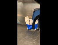 guy stuffs dog into large blue bag