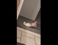 Collab BitchMP - White bird on floor pulled away