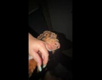 Woman rage baiting growling brown Daschund dog