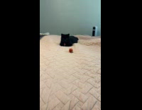 Collab PLC - Blanket wave make ball go near black cat