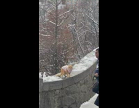 Pet ginger cat in a jacket poses at the park