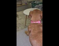 Brown dog gets excited after hearing pizza