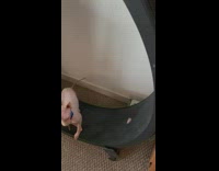 Hairless Cat Exercises on Circle Treadmill 