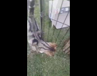 Cat walks away from cage strolls around