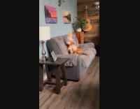 Golden retriever dog squeaks pig toy with butt caught