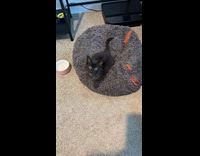 Woman scolding kitten