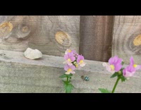 Blue Banded Bee fly pink flowers slow motion