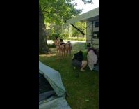 Three women bikini bend over twerk dance