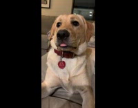 Whining dog pause and stare with tongue out