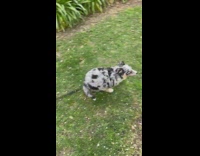 Australian shepherd puppy plays with leaves grass 