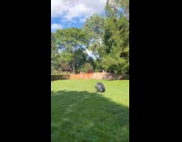 Cat rolling around yard in outdoor playpen